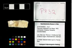 Foto (Objekt + Etikett) von Pithonoton marginatum (von Meyer, 1842)  (NHMW-GEO-2014-0194-0832)